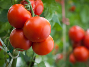 星空体育app官网入口:A股植物提取龙头有哪些（20251114）